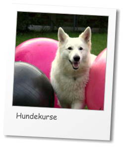 Hundekurse